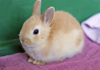 オリジナルカプチーノ