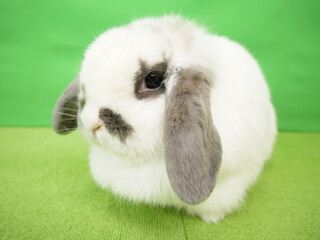 ホーランドロップ