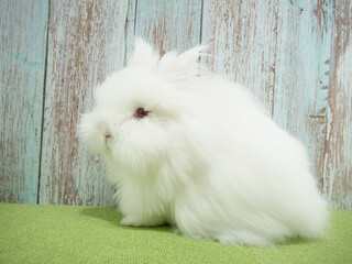 ライオンラビット